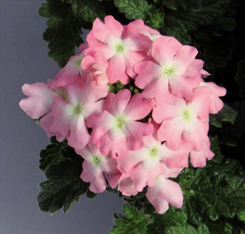 Photo de variété de fleurs à utiliser comme: Pot Verbena hybrida Pop® Light Pink