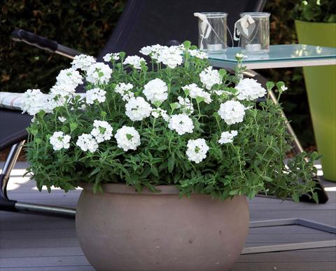 Photo de variété de fleurs à utiliser comme: Pot Verbena hybrida Pop® White