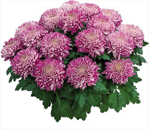 Photo de variété de fleurs à utiliser comme: Pot Chrysanthemum Arobaz Rose