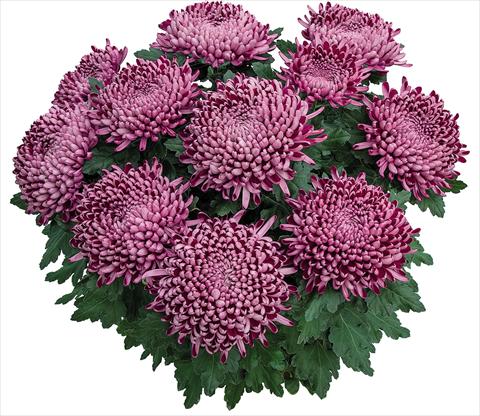 Photo de variété de fleurs à utiliser comme: Pot Chrysanthemum Cyrano Violet