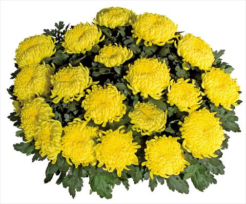 Photo de variété de fleurs à utiliser comme: Pot Chrysanthemum Savona Jaune