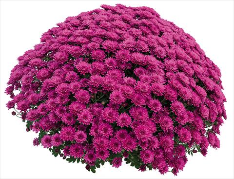 Photo de variété de fleurs à utiliser comme: Pot Chrysanthemum Atol Violet