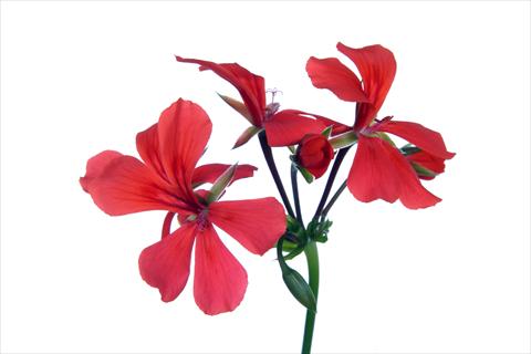 Photo de variété de fleurs à utiliser comme: Suspension / pot Pelargonium peltatum Grand Idols® Orange