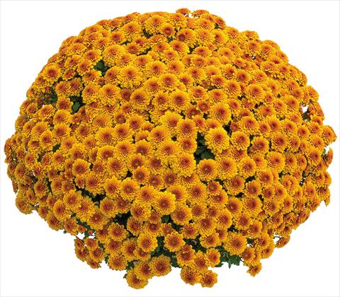 Photo de variété de fleurs à utiliser comme: Pot Chrysanthemum Crisantemo a fiore Piccolo Capri Orange