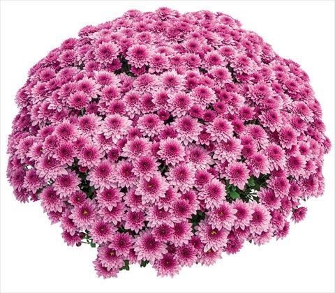Photo de variété de fleurs à utiliser comme: Pot Chrysanthemum Diva Rose