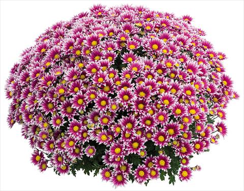 Photo de variété de fleurs à utiliser comme: Pot Chrysanthemum Crisantemo a fiore Piccolo Stela Lilas