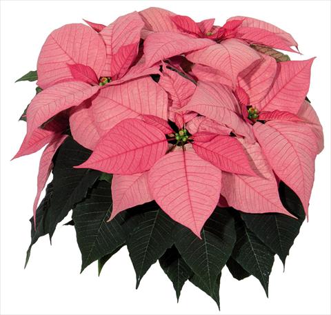 Photo de variété de fleurs à utiliser comme: Pot Poinsettia - Euphorbia pulcherrima Glory Pink