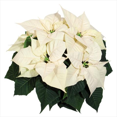 Photo de variété de fleurs à utiliser comme: Pot Poinsettia - Euphorbia pulcherrima Glory White