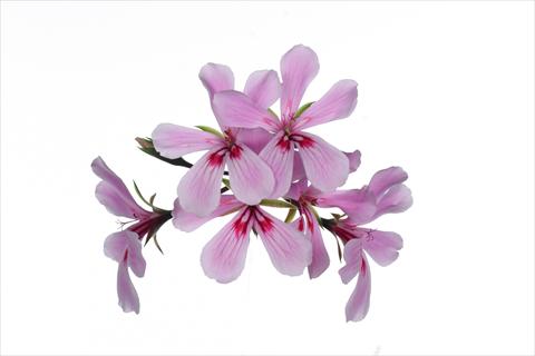 Photo de variété de fleurs à utiliser comme: Suspension / pot Pelargonium peltatum Grand Idols® Pink