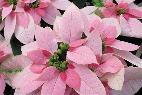 Photo de variété de fleurs à utiliser comme: Pot Poinsettia - Euphorbia pulcherrima Luv U Soft Pink