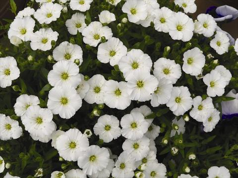 Photo de variété de fleurs à utiliser comme: Pot et Plante à massif Arenaria montana Lana White