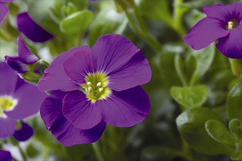 Photo de variété de fleurs à utiliser comme: Pot et Plante à massif Aubrieta gracilis Kitte® Blue