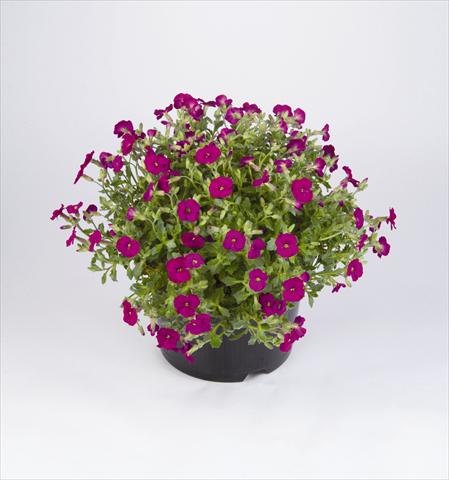 Photo de variété de fleurs à utiliser comme: Plante à massif/ plante de bordure Aubrieta hybrida Regado Red