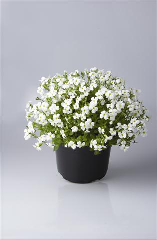 Photo de variété de fleurs à utiliser comme: Pot et Plante à massif Aubrieta hybrida Regado White