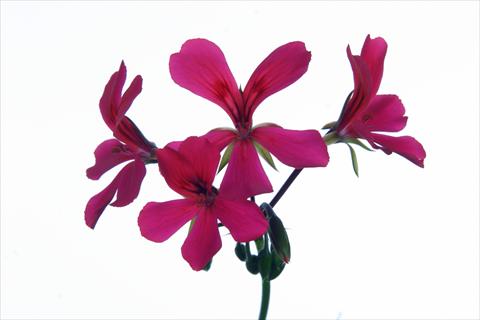 Photo de variété de fleurs à utiliser comme: Suspension / pot Pelargonium peltatum Grand Idols® Purple