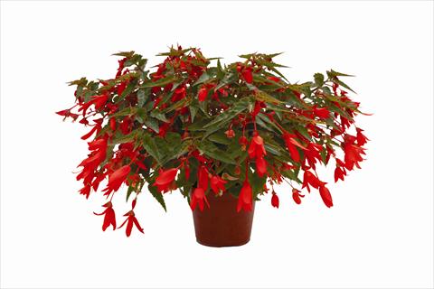 Photo de variété de fleurs à utiliser comme: Plante à massif, pot ou Suspension Begonia boliviensis Bonaparte Orange