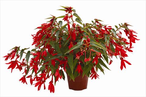 Photo de variété de fleurs à utiliser comme: Plante à massif, pot ou Suspension Begonia boliviensis Bonaparte Red