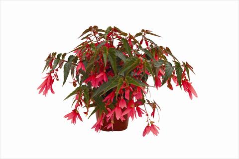 Photo de variété de fleurs à utiliser comme: Plante à massif, pot ou Suspension Begonia boliviensis Bonaparte Rose