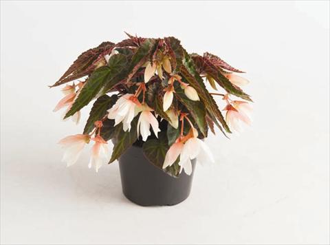 Photo de variété de fleurs à utiliser comme: Plante à massif, pot ou Suspension Begonia boliviensis Bonaparte White