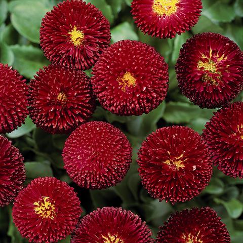 Photo de variété de fleurs à utiliser comme: Pot et Plante à massif Bellis perennis Bellissima Red