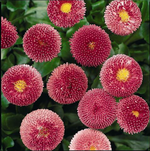 Photo de variété de fleurs à utiliser comme: Pot et Plante à massif Bellis perennis Bellissima Rose