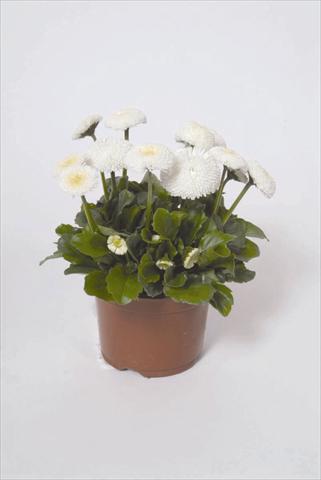 Photo de variété de fleurs à utiliser comme: Pot et Plante à massif Bellis perennis Bellissima White