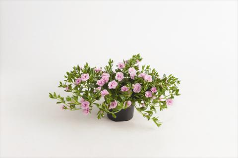 Photo de variété de fleurs à utiliser comme: Plante à massif, pot ou Suspension Calibrachoa hybrida Can-Can® Rosies Light Pink