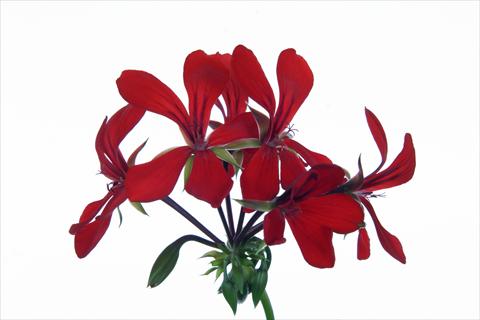 photo of flower to be used as: Basket / Pot Pelargonium peltatum Grand Idols® Red