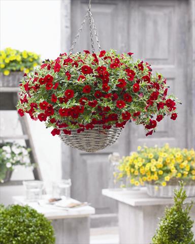 Photo de variété de fleurs à utiliser comme: Plante à massif, pot ou Suspension Calibrachoa hybrida Cabaret™ Bright Red 2012