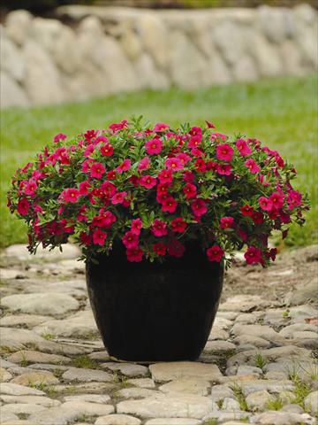 Photo de variété de fleurs à utiliser comme: Plante à massif, pot ou Suspension Calibrachoa hybrida Cabaret™ Cherry Rose