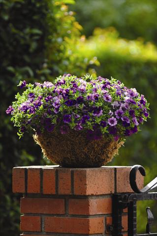 Photo de variété de fleurs à utiliser comme: Plante à massif, pot ou Suspension Calibrachoa hybrida Cabaret™ Dark Blue