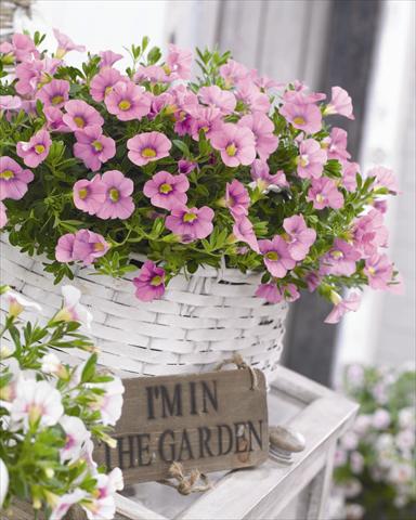 Photo de variété de fleurs à utiliser comme: Plante à massif, pot ou Suspension Calibrachoa hybrida Cabaret™ Light Pink