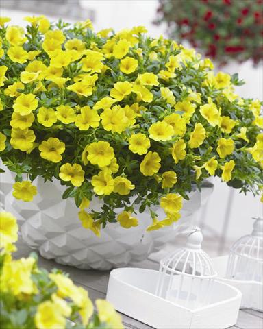 Photo de variété de fleurs à utiliser comme: Plante à massif, pot ou Suspension Calibrachoa hybrida Cabaret™ Pure Yellow
