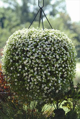 Photo de variété de fleurs à utiliser comme: Plante à massif, pot ou Suspension Calibrachoa hybrida Cabaret™ White Improved
