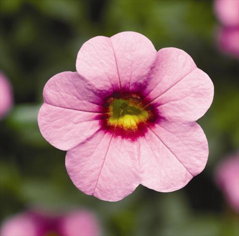 Photo de variété de fleurs à utiliser comme: Plante à massif, pot ou Suspension Calibrachoa hybrida Can-Can® Pink With Eye