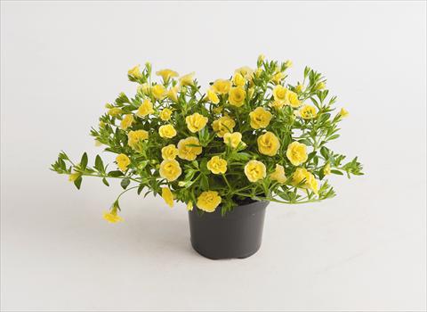 Photo de variété de fleurs à utiliser comme: Plante à massif, pot ou Suspension Calibrachoa hybrida Can-Can® Rosies Dark Yellow