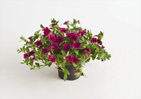 Photo de variété de fleurs à utiliser comme: Plante à massif, pot ou Suspension Calibrachoa hybrida Can-Can® Rosies Magenta