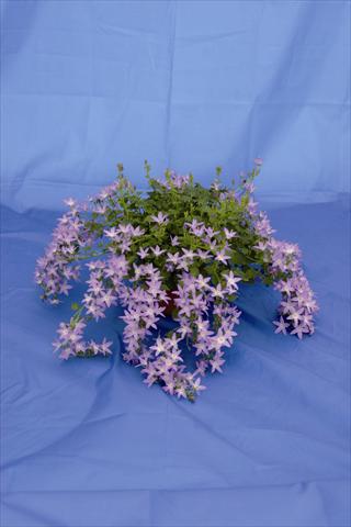 Photo de variété de fleurs à utiliser comme: Pot et Plante à massif Campanula poscharskyana Hirsch Blue