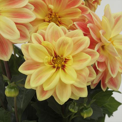 Photo de variété de fleurs à utiliser comme: Pot et Plante à massif Dahlia x hybrida Dahlietta™ Coby Orange Yellow