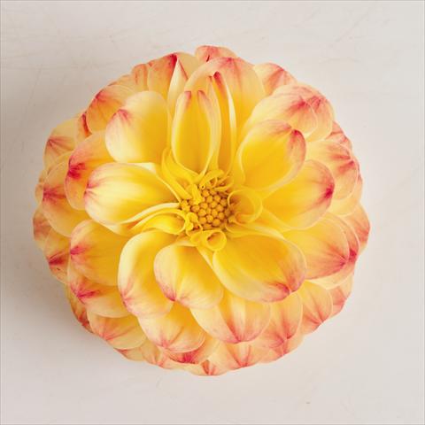 Photo de variété de fleurs à utiliser comme: Pot et Plante à massif Dahlia x hybrida Pomponetta Bicolor Red Yellow