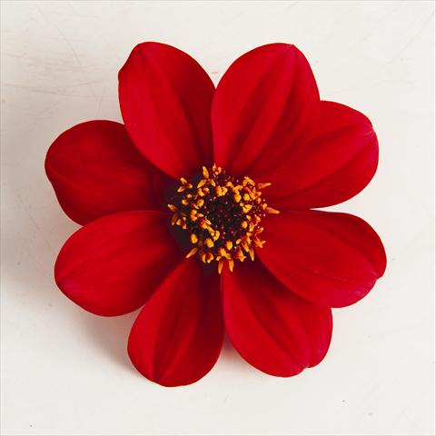 Photo de variété de fleurs à utiliser comme: Pot et Plante à massif Dahlia x hybrida Happy Days® Red