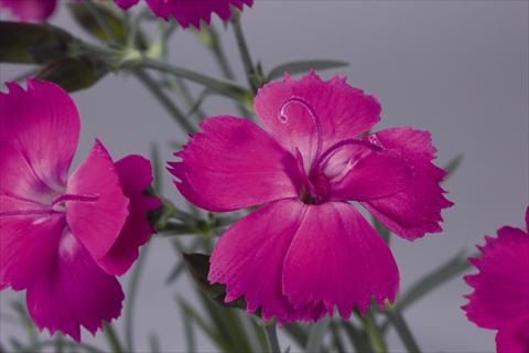 Photo de variété de fleurs à utiliser comme: Pot et Plante à massif Dianthus hybridus Dinetta Lilac