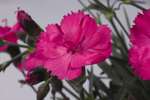 Photo de variété de fleurs à utiliser comme: Pot et Plante à massif Dianthus hybridus Dinetta Pink