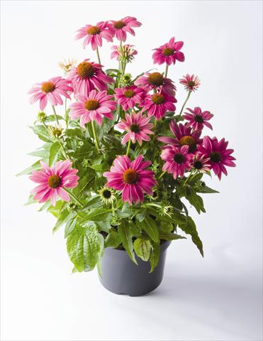 Photo de variété de fleurs à utiliser comme: Pot et Plante à massif Echinacea purpurea PowWow™ Wild Berry