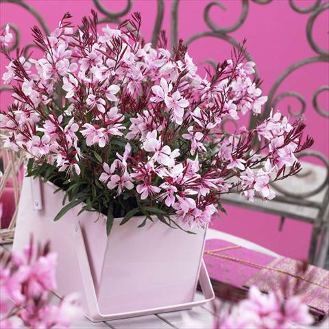 Photo de variété de fleurs à utiliser comme: Pot Gaura lindheimeri Gaudi® Pink
