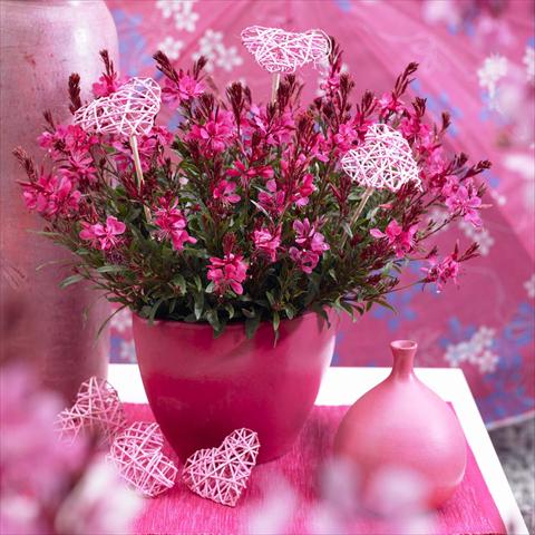 Photo de variété de fleurs à utiliser comme: Pot Gaura lindheimeri Gaudi® Red