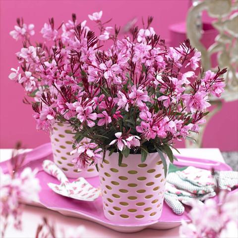 Photo de variété de fleurs à utiliser comme: Pot Gaura lindheimeri Gaudi® Rose