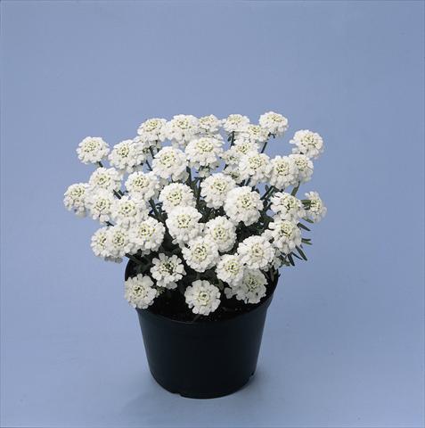 Photo de variété de fleurs à utiliser comme: Pot et Plante à massif Iberis sempervirens Snowwheel