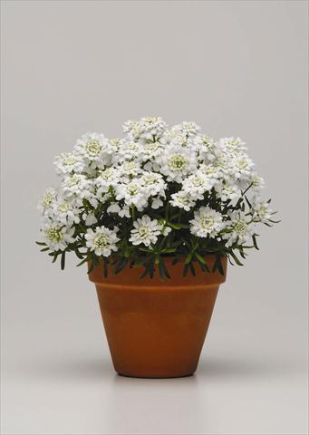 Photo de variété de fleurs à utiliser comme: Pot et Plante à massif Iberis sempervirens Whiteout
