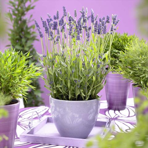 Photo de variété de fleurs à utiliser comme: Pot et Plante à massif Lavandula angustifolia Blue Lance